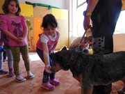 Bezpečný pes - kynologie